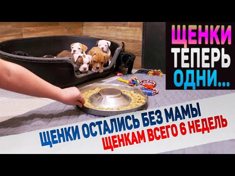 Видео: Щенки больше никогда не увидят маму! Как щенки поведут себя в новых условиях? Будут ли есть корм?