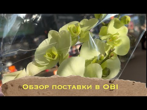 Видео: Прогулка-обзор орхидей в OBI , Санкт-Петербург Гарден Сити #phal #цветенияорхидей #сортаорхидей #obi