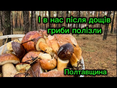 Видео: Гриби різати чи можна зривати. 