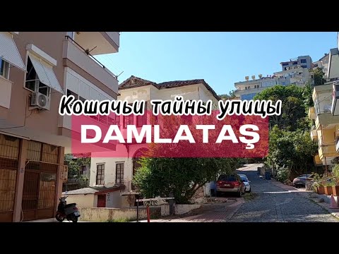 Видео: Дамлаташ. Кошачий путь в Аланье #влог #пешком #аланья #кошки #турция #улицыгорода #пляжи #обзоры