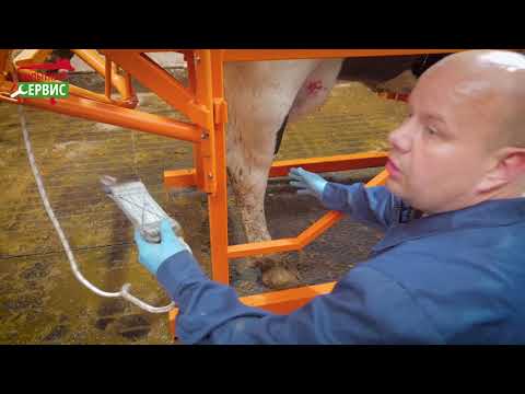 Видео: СКМ «Стандарт" - Станок для фиксации и обработки копыт КРС (Инструкция)