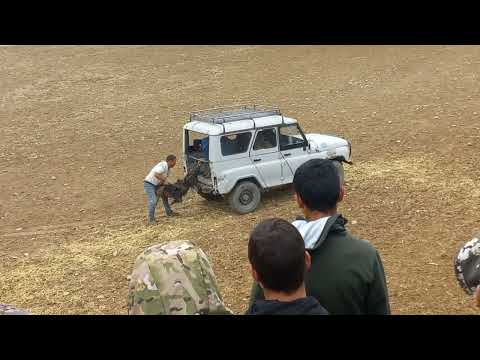 Видео: Бузкаши Улок  дар Шахри Панжакент. 27.10.2024.