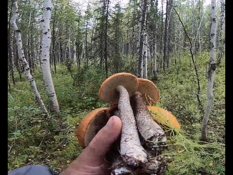 Видео: Вперёд За грибами всей Семьёй..