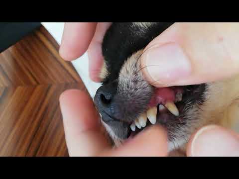 Видео: Как очистить зубной камень у собаки дома/ how to clean dog's teeth at home