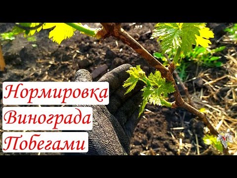 Видео: Нормировка винограда зелёными побегами