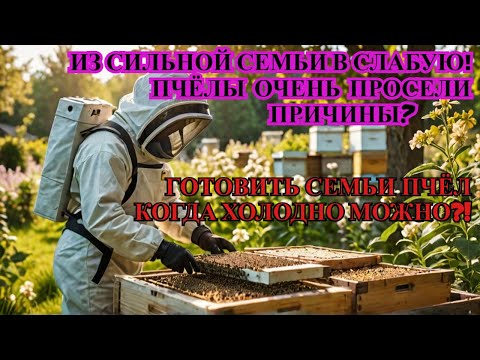 Видео: Дядя ТОЛЯ И МАТКА С ОБГРЫЗАННЫМИ КРЫЛЬЯМИ можно ли СОБИРАТЬ ПЧЁЛ В ЗИМУ КОГДА ХОЛОДНО ✅☝️🐝