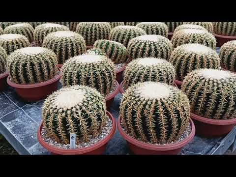 Видео: Кактусные теплицы Маттиаса Уллига.Германия.
