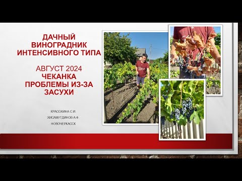 Видео: Дачный виноградник интенсивного типа. Август 2024, чеканка и проблемы из-за засухи @Krasokhina