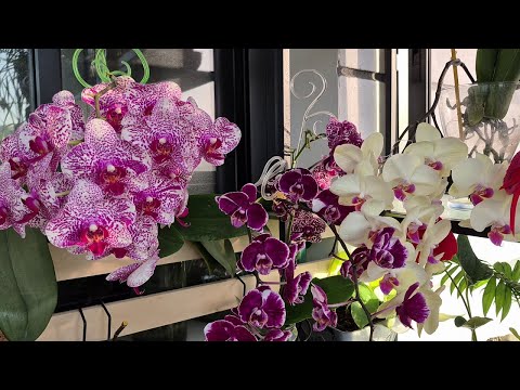 Видео: Обзор цветущих орхидей в июне. Красота на балконе.