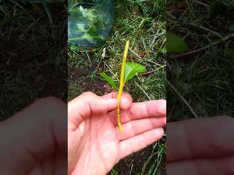 Видео: Голубика, размножение черенками, самый простой способ