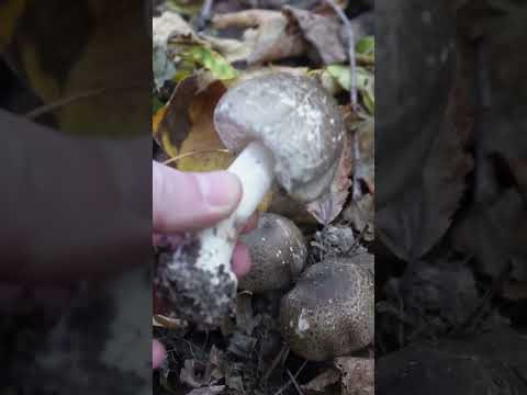 Видео: Agaricus moelleri, Печериця строката, Печериця Мьоллера #mushroom #nature #wildmushrooms #природа