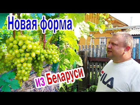 Видео: 🔴🔴Виноградник Алексея Первого и его Новая форма винограда 1-6 /  г. Пинск / Беларусь / Виноград