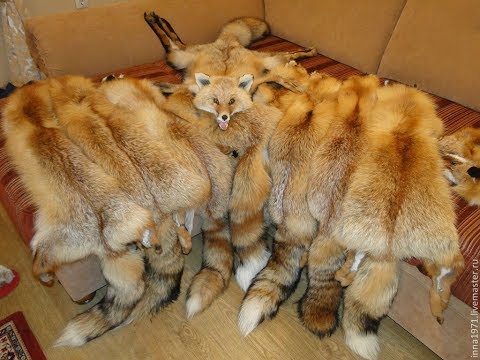 Видео: Выделка меха лисы в домашних условиях мой опыт