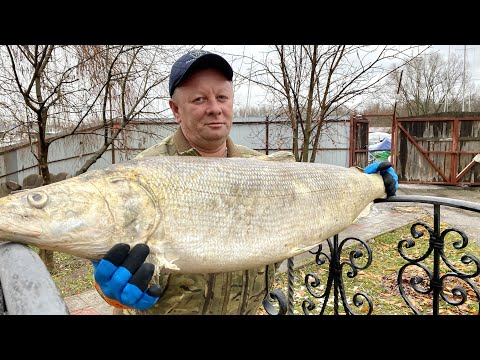 Видео: РУМЯНАЯ КОРОЧКА ДОПОЛНИЛА ЭТОТ ВКУС ДЕТСТВА ! ЖАРЕНЫЙ ОТЦОВСКИЙ ЛЕЩ ENG SUB  #рецепты #рыба #блюдо
