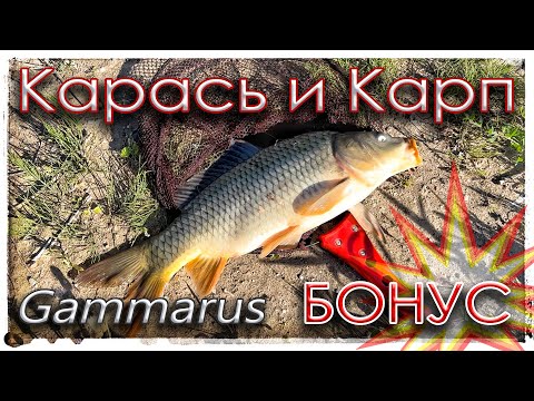 Видео: Карась и Карп на спиннинг. Бонус. Мормышинг - Gammarus