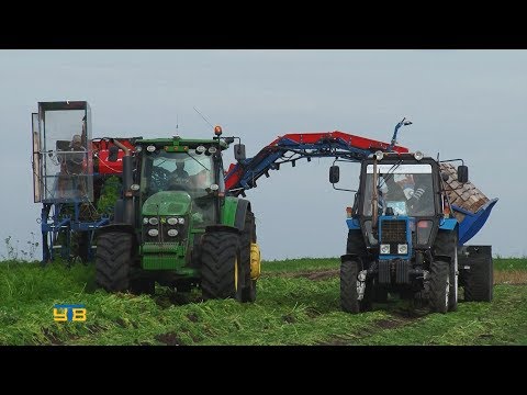 Видео: 80 тонн моркови ежедневно собирают механизаторы "Агрофирмы "КРиММ"