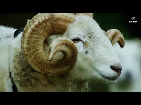 Видео: Козлы и бараны нападают на людей и животных