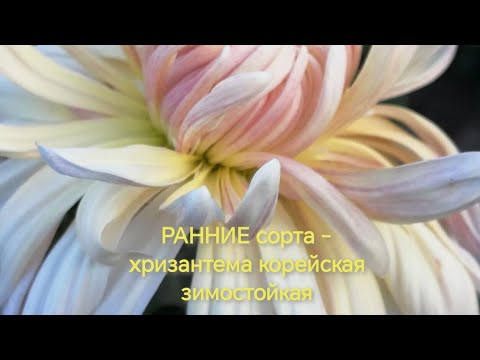 Видео: Ранние сорта - хризантема корейская зимостойкая !