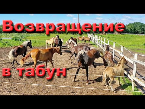 Видео: Почему возвращаются лошади? Про навоз и опилки.