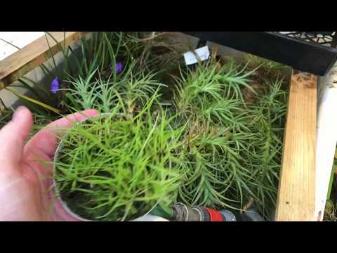 Видео: ОБНОВЛЕНИЕ AIR PLANT: ПОЛИВ, УДОБРЕНИЕ И ОБРЕЗКА ОТЦВЕТАЮЩИХ КОЛОСОВ ТИЛЛАНДСИИ