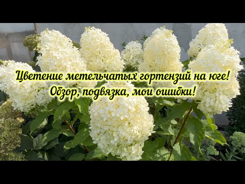 Видео: Обзор цветущих метельчатых гортензий на юге!🌞🌿Какие я допустила ошибки👆