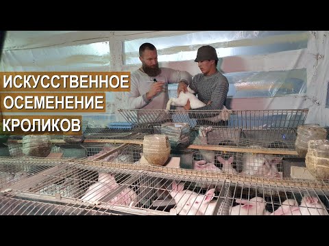 Видео: Зачем нужно искусственное осеменение кроликов? Получение и исследование эякулята. Кроличья ферма