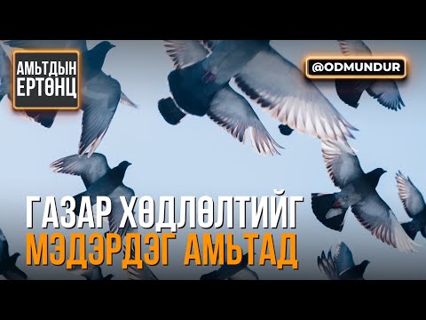 Видео: Газар хөдлөлтийг мэдэрдэг амьтад - АМЬТДЫН ЕРТӨНЦ