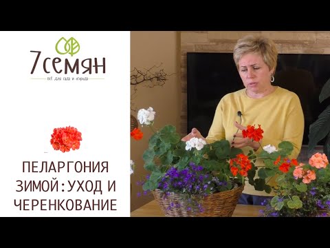 Видео: ГОТОВИМ ПЕЛАРГОНИЮ К ЗИМОВКЕ!!!