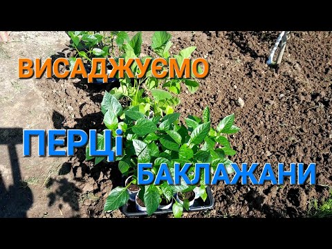 Видео: Як садити Перець у відкритий грунт/// Як садити Баклажани у відкритий грунт@Моя Дача, Сад, Город та Все Довкола Них