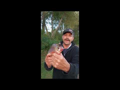 Видео: Дністер 2025р  Ловим білу рибу і хіщніки по 2,5кг  mp4