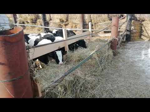 Видео: Телята зимой. Холодный метод содержания