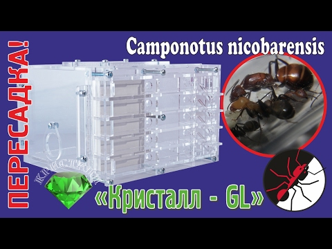 Видео: Муравьиная ферма. Кристалл GL. Пересадка Camponotus nicobarensis