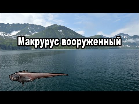 Видео: РР3. (Russian Fushing). Макрурус вооруженный.