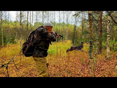 Видео: ОХОТА НА ЗАЙЦА ОСЕНЬЮ С ПОДХОДА, САМОКРУТ НЕ ПОДВЁЛ!
