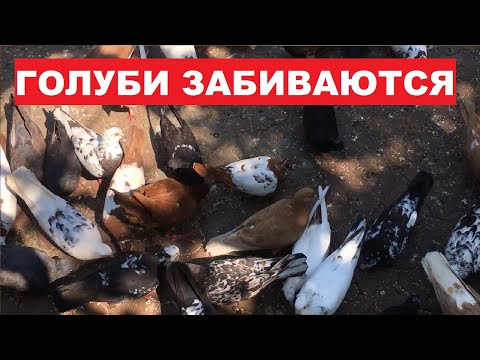 Видео: Небольшая проблему у бойных голубей - они забиваются. А чтобы голуби не забивались можно...
