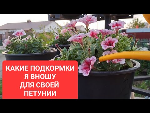 Видео: ЧЕМ КОРМЛЮ ПЕТУНИЮ В ЭТОМ СЕЗОНЕ.С КАКОГО УДОБРЕНИЯ НАЧАТЬ ПОСЛЕ ПОСАДКИ ПЕТУНИИ НА ПОСТОЯННОЕ МЕСТО