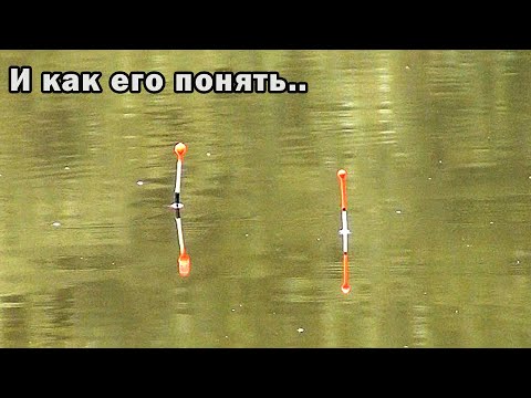 Видео: Этого карася науке не понять. Рыбалка на поплавок в сентябре