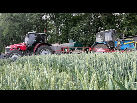 Видео: Найгірша пшениця в окрузі🥲 Фунгіцид,Інсектецид по колосу,вилив 100л на га