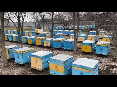 Видео: 3 февраля 2025 г.