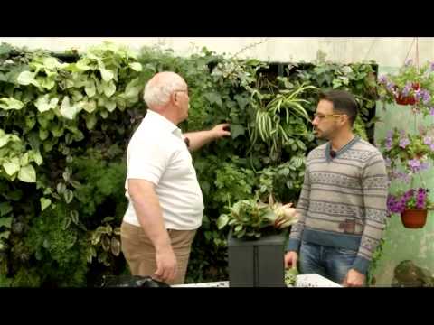Видео: Вертикальное озеленение. Загородные премудрости. Выпуск 34