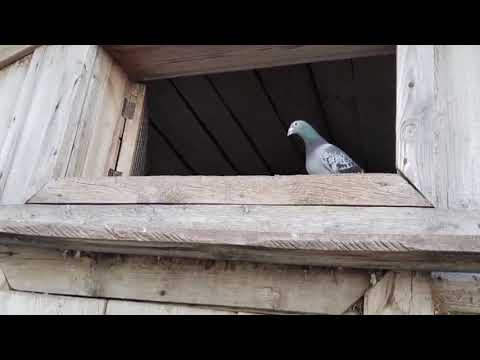 Видео: Небольшой отчёт по тренировке лакинск - новоульяновс.