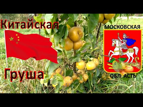 Видео: Китайские НЭШИ растут в Московской области 2020