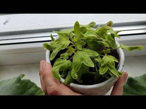 Видео: Весна 2022,один из подоконников ,обзор цветущих пеларгонии ,любимые сорта