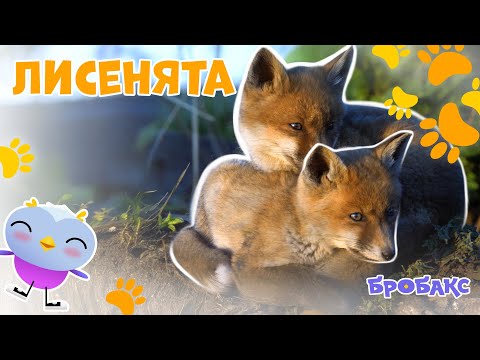 Видео: 🦊Лисенята | ЦІКАВІ ФАКТИ ПРО ТВАРИН | ДІТЯМ ПРО ПРИРОДУ