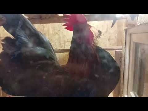 Видео: Курочки идут спать в курятник.