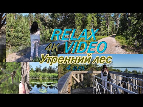 Видео: Прогулка утром в лесу / Красивая природа / Расслабляющее видео / Relax video / Forest / Nature