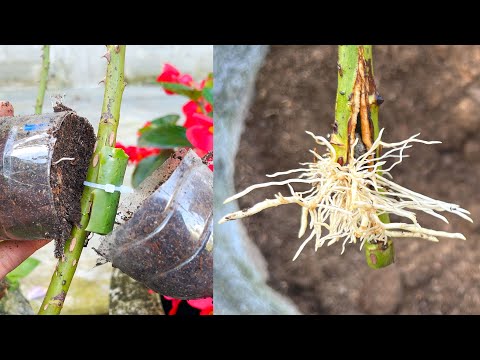 Видео: Экстракт веток розы с листьями алоэ
