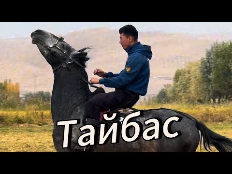 Видео: Тайбаска барат тел:+996-509-655-757. 9 октября 2025 г.
