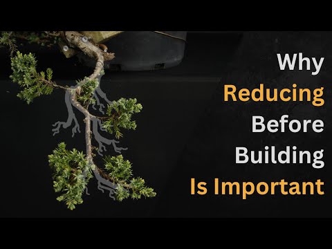 Видео: Выбор почек и ветвей можжевельника полукаскадного