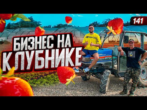 Видео: Выращивание клубники. Клубничный бизнес. Бизнес в деревне